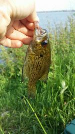 Midsection of person holding fish