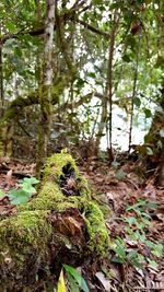 Close-up of moss growing on tree trunk