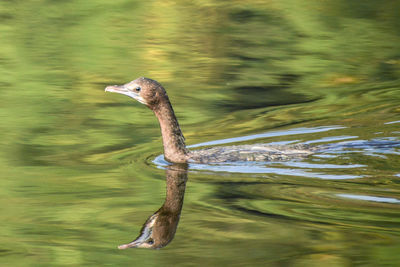 Close-up of bird on lake