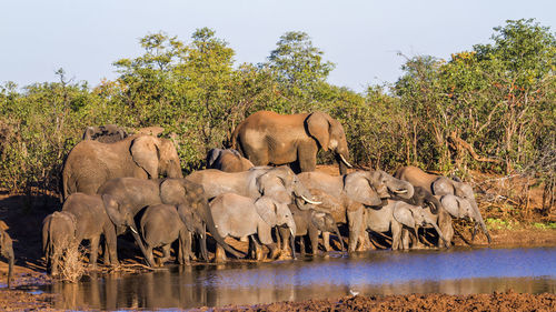 View of elephant drinking water from lake