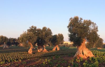 Trees on field against clear sky