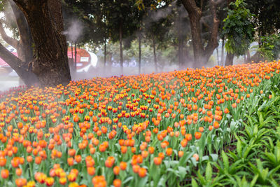 Scenic view of flowering plants and trees on field