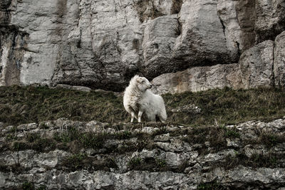 Low angle view of sheep standing on mountain