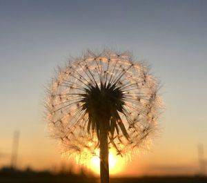 Silhouette of dandelion on field against sky at sunset