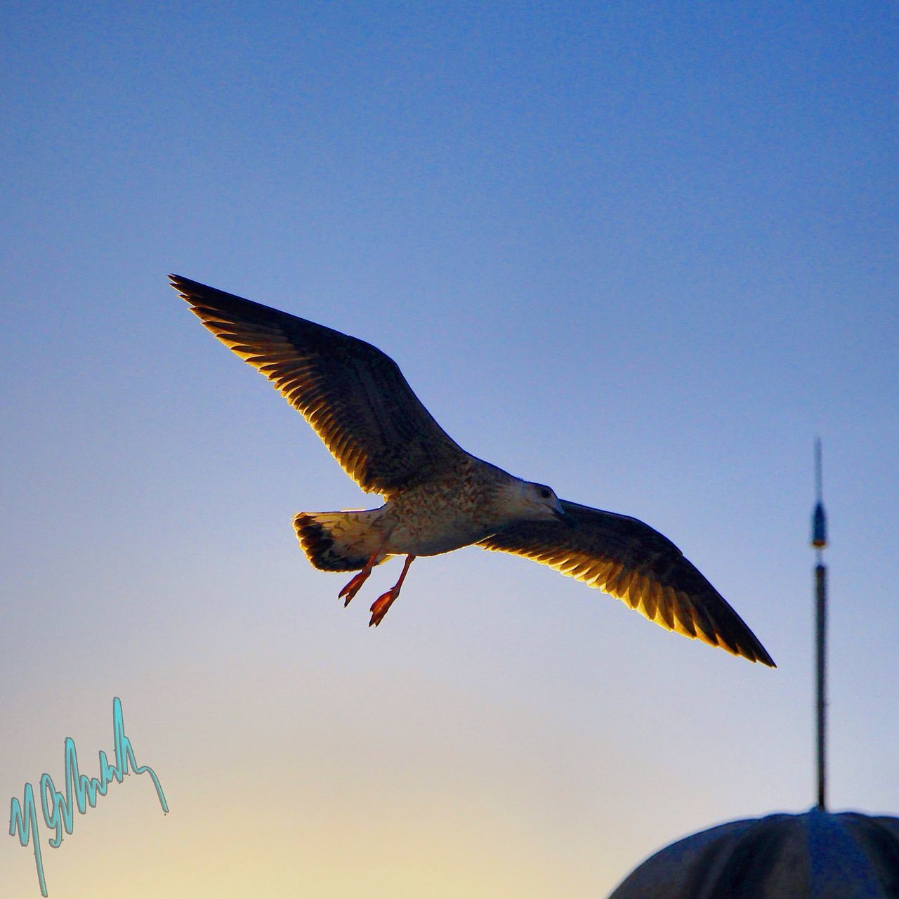 bird, animal themes, animals in the wild, one animal, spread wings, flying, low angle view, clear sky, wildlife, mid-air, perching, full length, copy space, sky, eagle - bird, seagull, nature, blue, bird of prey, outdoors