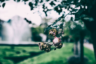 Close-up of dead flowers