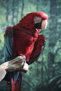 bird