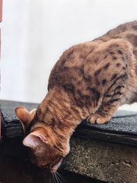 Close-up of cat sleeping