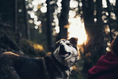 Close-up of dog in forest