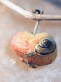 High angle view of snail in container