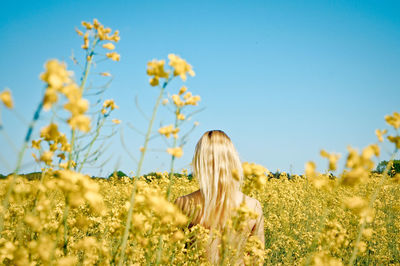 Rear view of woman amidst yellow flowers against clear blue sky