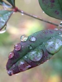 Close-up of raindrops on leaf