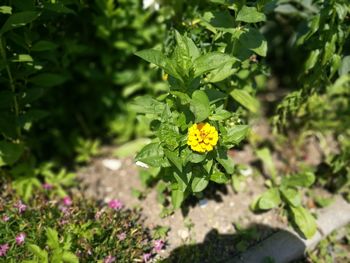 Close-up of yellow flowers