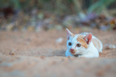 Close-up portrait of a cat