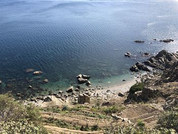 High angle view of sheep on rock in sea