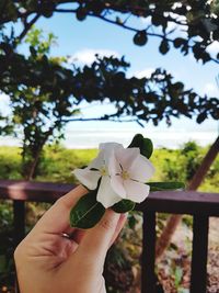 Close-up of hand holding rose plant