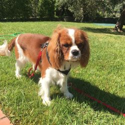 Portrait of dog on grass