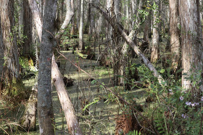 Close-up of bamboo trees in forest