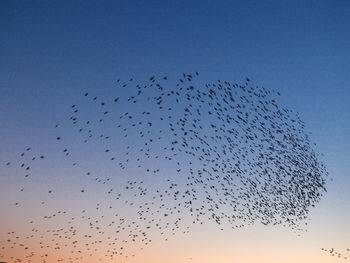 Low angle view of birds flying in sky