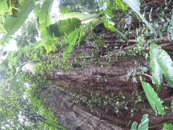 Low angle view of plants