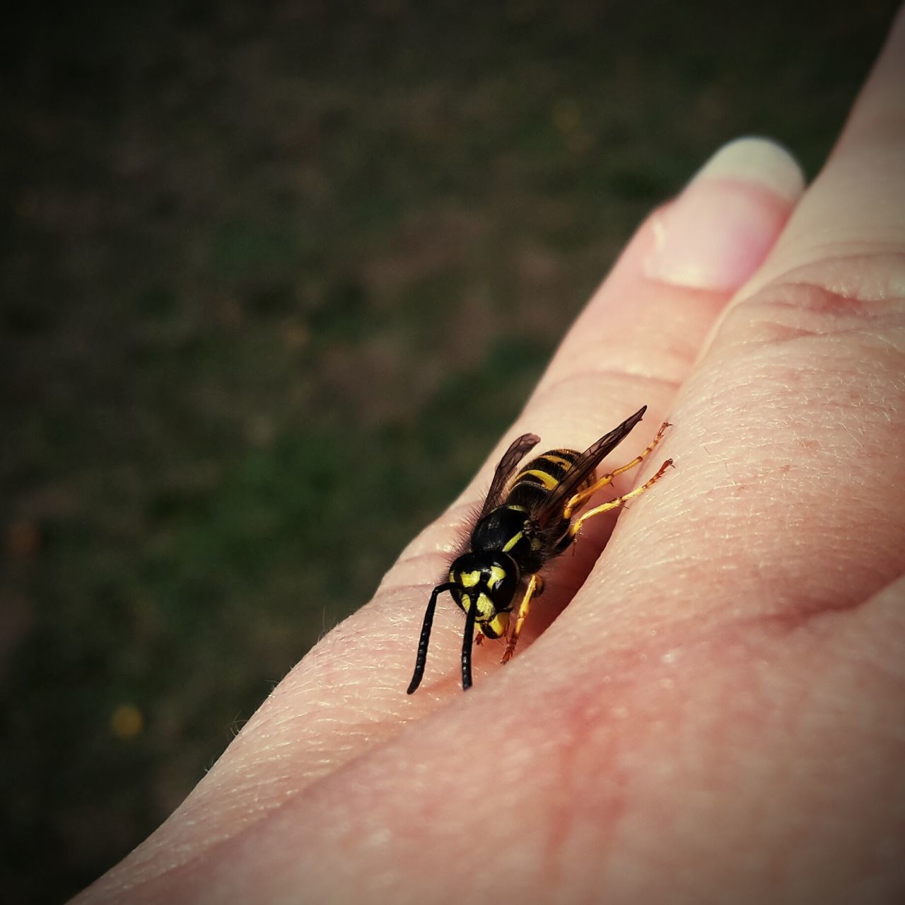 one animal, animal themes, person, insect, animals in the wild, wildlife, part of, close-up, human finger, holding, cropped, focus on foreground, unrecognizable person, zoology, outdoors, day, selective focus