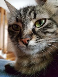 Close-up portrait of cat