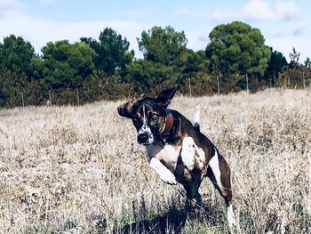 View of dog on dirt road