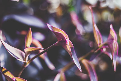 Close-up of pink flowering plant