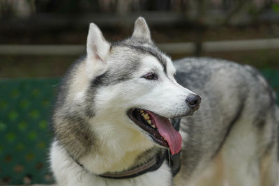 Close-up of dog looking away