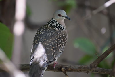 Close-up of bird perching outdoors