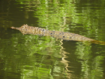 Side view of a duck swimming in lake