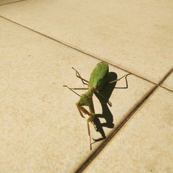 High angle view of insect on floor