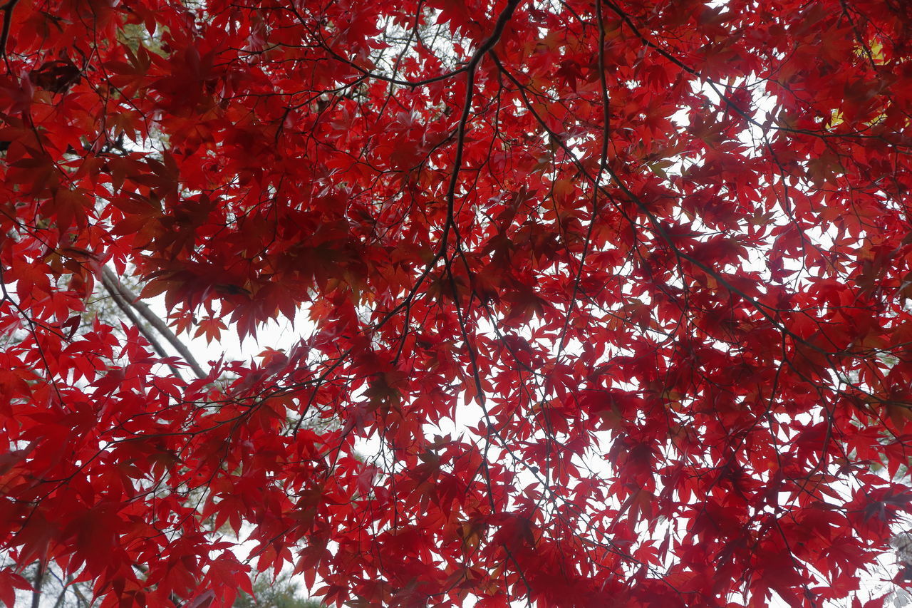 LOW ANGLE VIEW OF TREES AND RED FLOWERING PLANT