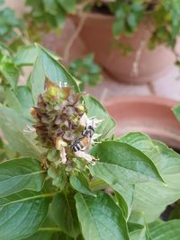 Close-up of insect on flower