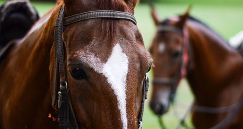 Close-up of horse