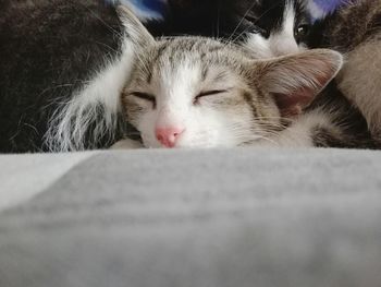 Close-up of cat sleeping