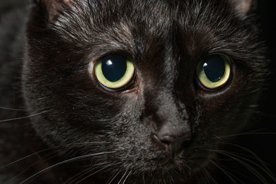 Close-up portrait of a cat