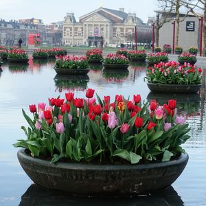 Close-up of potted plants in lake