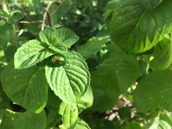 Close-up of insect on leaf