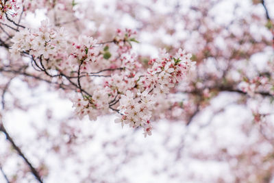 Close-up of cherry blossom tree