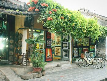 Bicycle by potted plants outside house