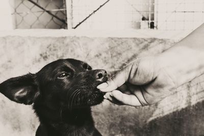 Cropped image of hand feeding dog