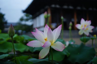 Close-up of lotus water lily in pond