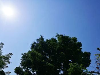 Low angle view of trees against blue sky