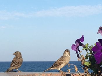 Birds perching on the sea against sky