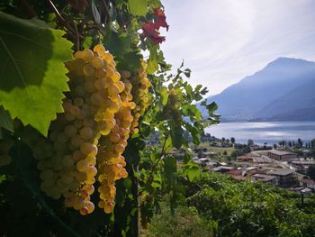 View of fruits growing in vineyard