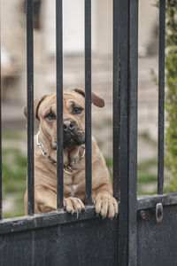 Portrait of dog seen through metal fence