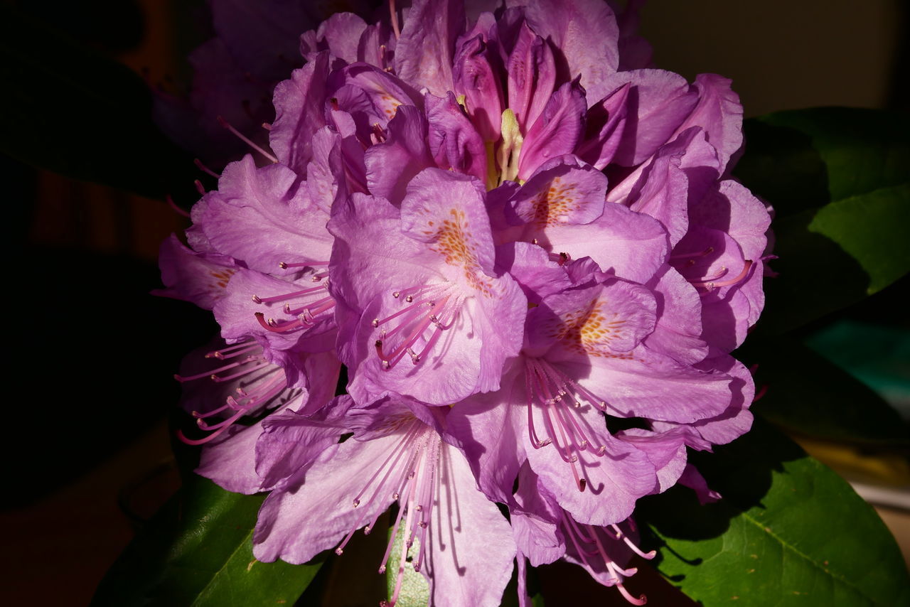 CLOSE-UP OF PURPLE FLOWERING PLANTS