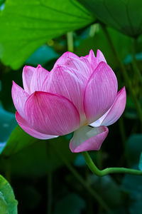 Close-up of pink lotus water lily