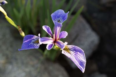 Close-up of purple iris flower